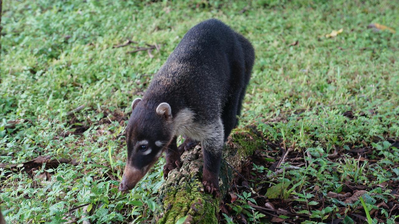 Alouatta Playa Coyote Vandrarhem San Francisco de Coyote Exteriör bild