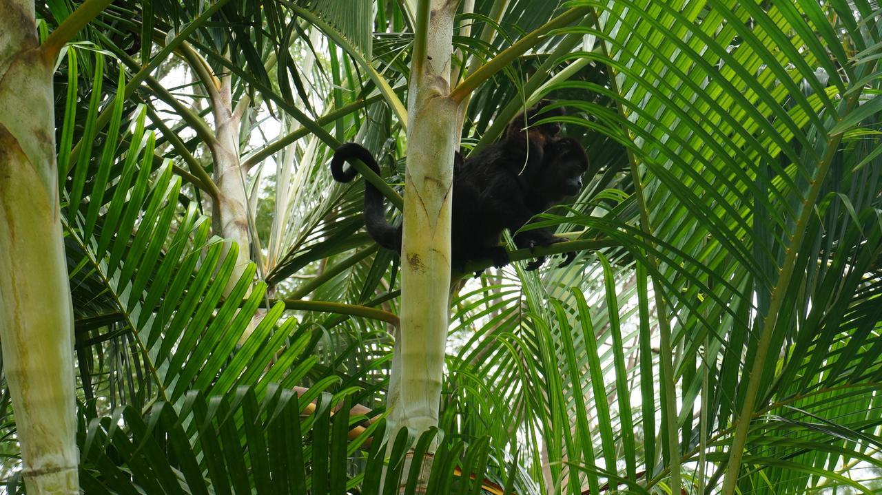 Alouatta Playa Coyote Vandrarhem San Francisco de Coyote Exteriör bild